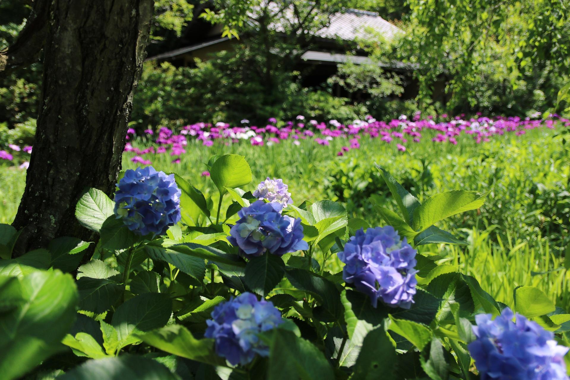 鎌倉 東慶寺の花 紫陽花 イワガラミ イワタバコetc 海岸風life