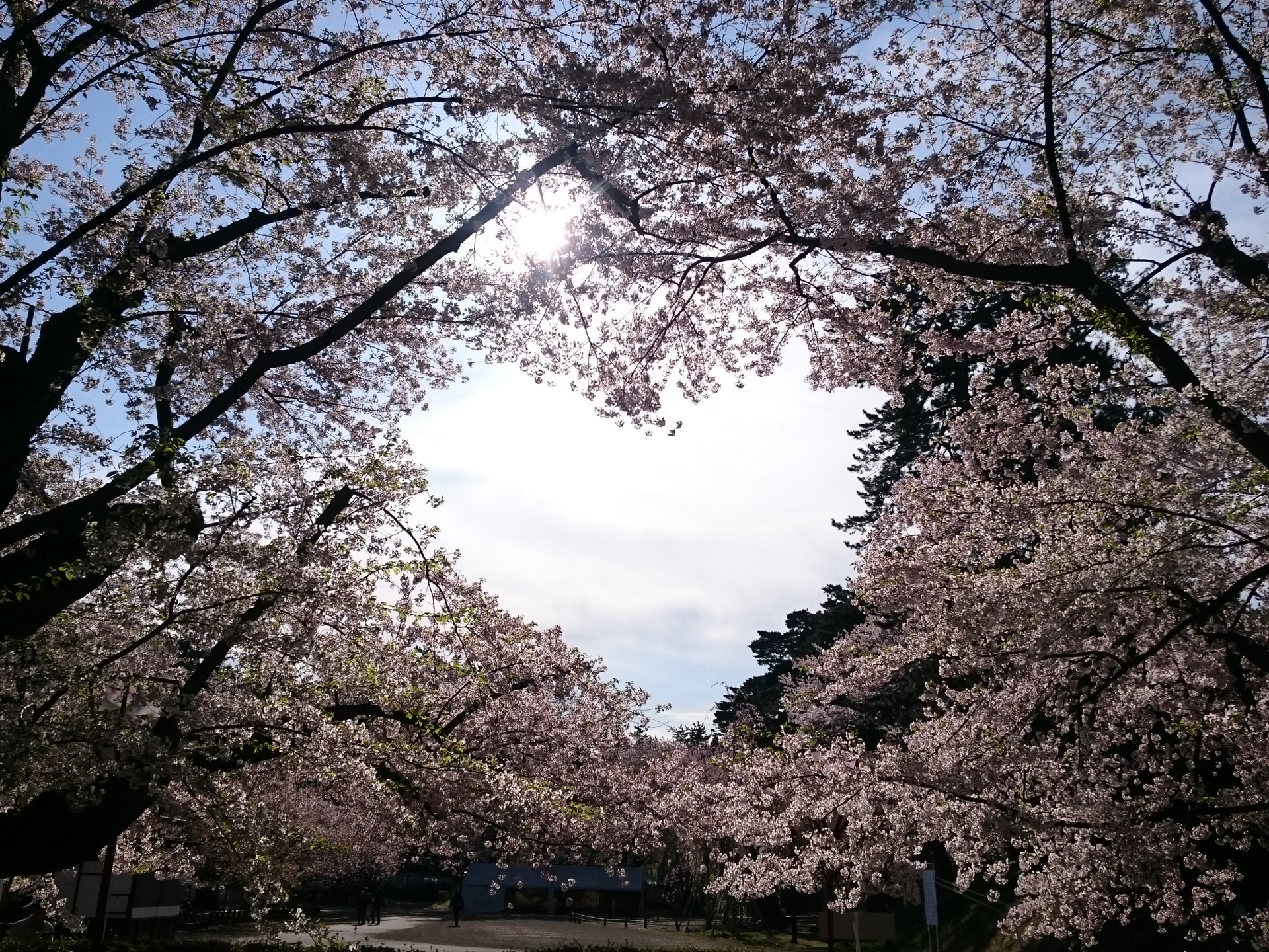 弘前公園の桜のハート 海岸風life