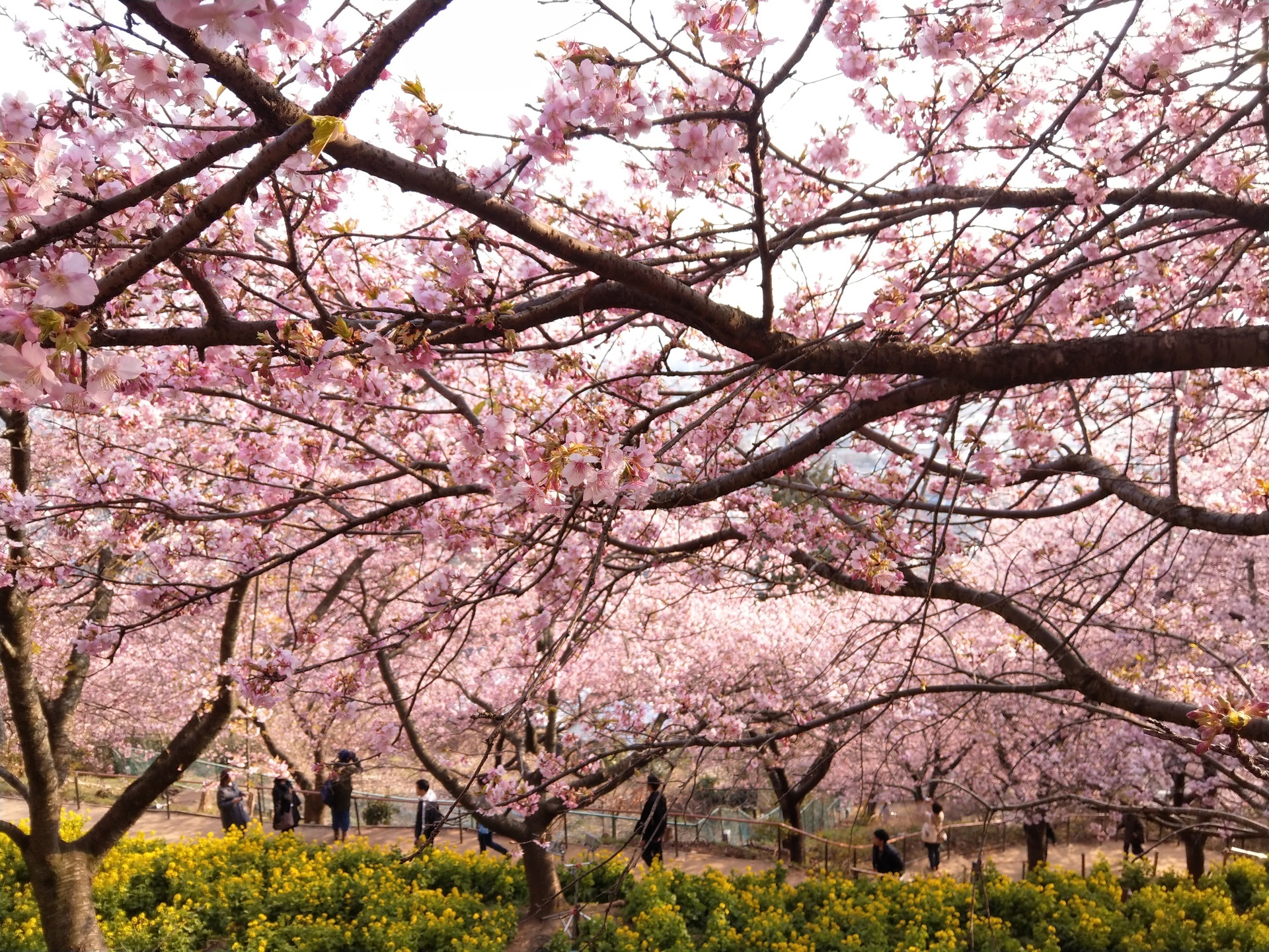 河津桜と菜の花 まつだ桜まつり 海岸風life