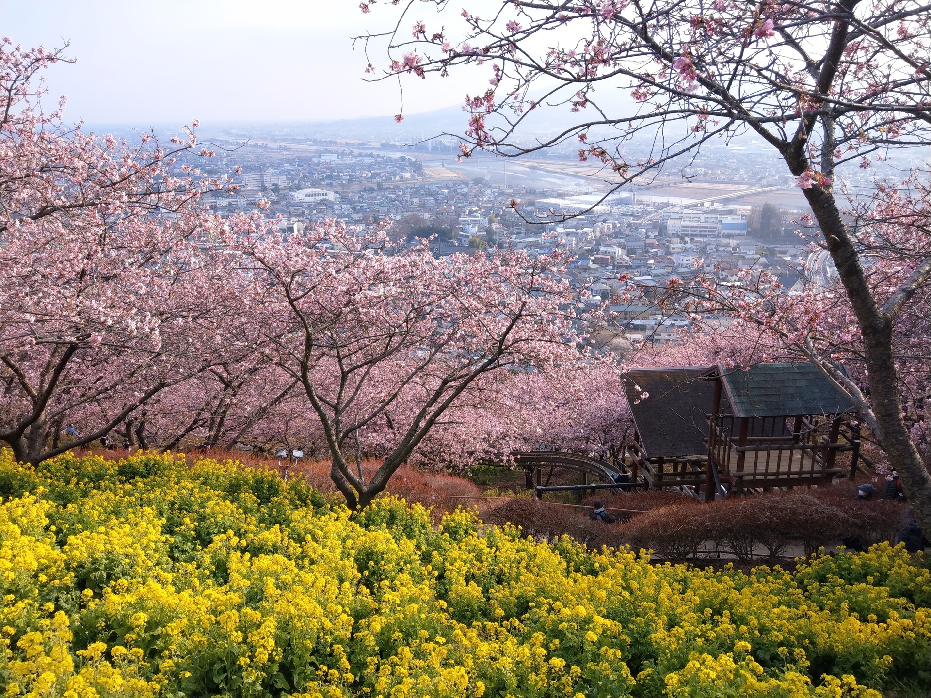 河津桜と菜の花 まつだ桜まつり 海岸風life