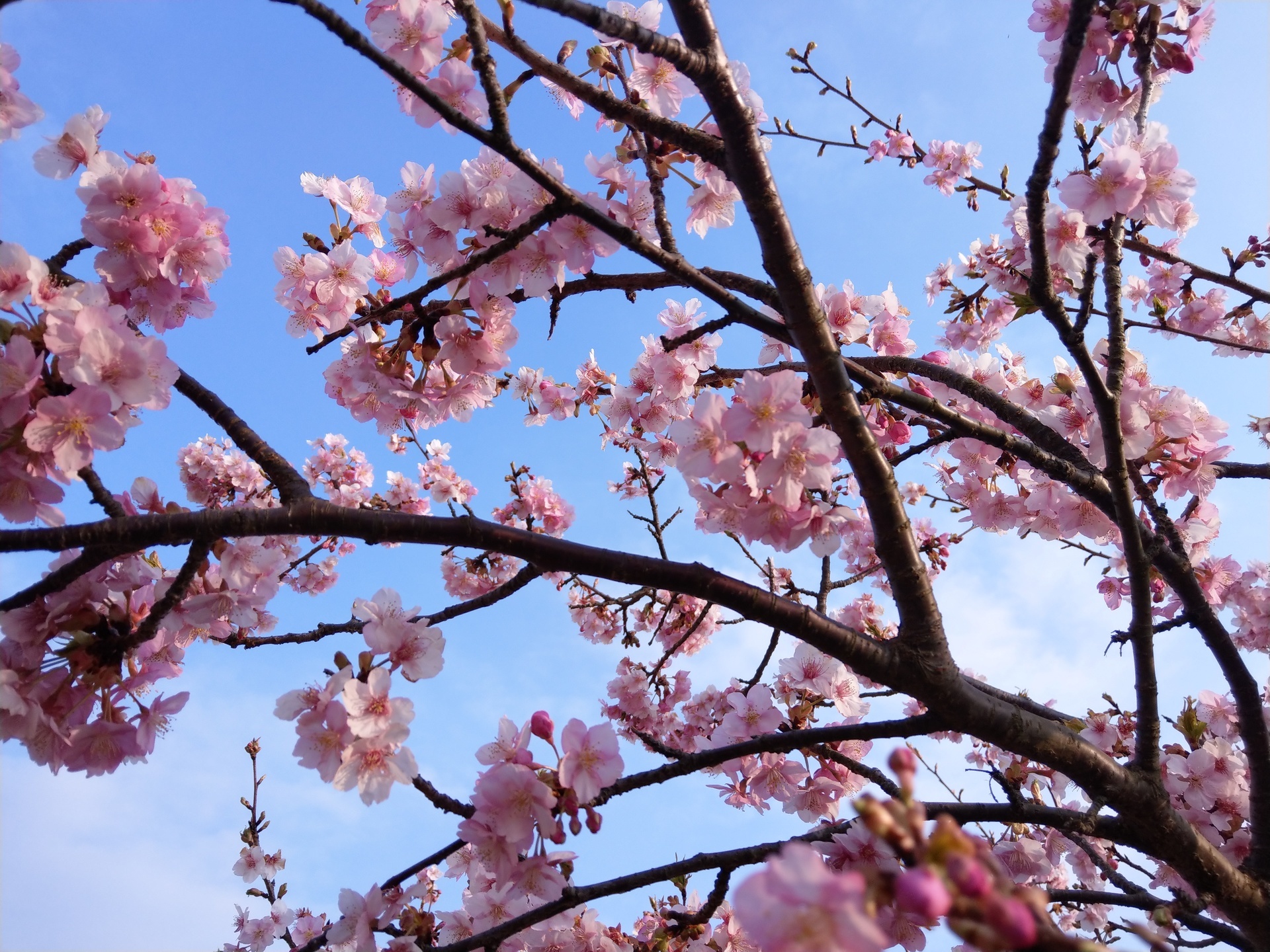 河津桜と菜の花 まつだ桜まつり 海岸風life